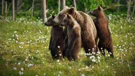 绿色草坪上的棕熊一家
