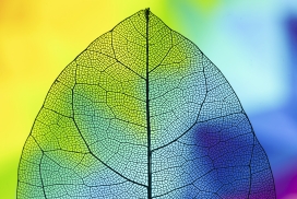 纹理透明的彩色树叶