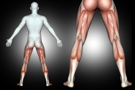 男性人体肌肉结构图背面