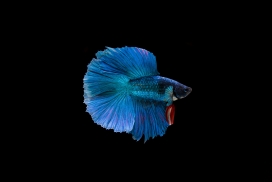 蓝色狮子王鱼