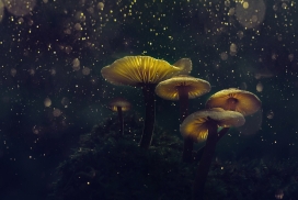 梦幻的蘑菇