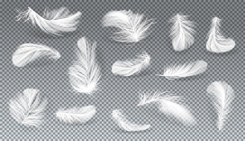 轻飘飘的白色羽毛PNG背景图下载