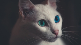 可爱的蓝眼白猫
