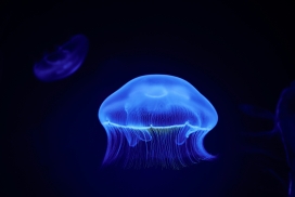 漂亮的蓝色透明水母