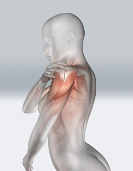 肩膀受伤的肌肉人结构解剖图