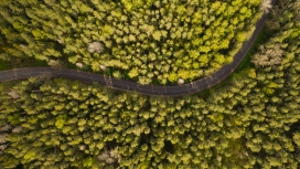 高空俯拍的森林绿色路