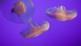 紫色透明的软体水母