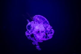 紫蓝色透明的水母