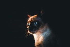 俄罗斯蓝眼猫