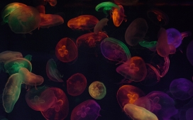 聚集在一起的五彩水母生物图