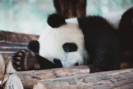 抱着木头睡觉的熊猫
