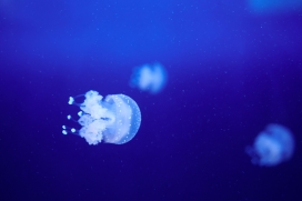 蓝色白色透明的水母