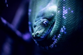 蓝色大蟒蛇