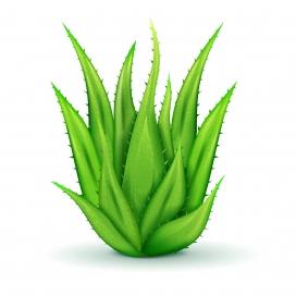 绿色芦荟植物素材