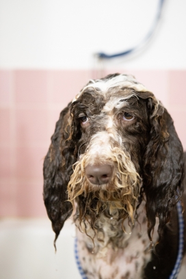 湿毛发的皮罗·德·伯里沙·马罗奎因犬