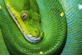 绿蟒蛇图片