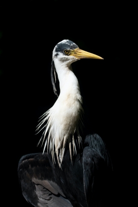 黑白苍鹭鸟写真