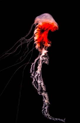 红色透明的大水母