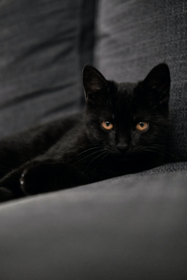沙发上睡觉的黑猫