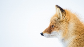 北极狐动物侧面图