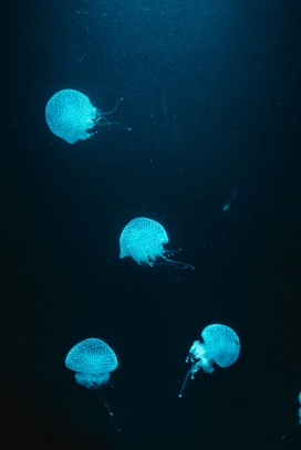 透明蓝色水母群