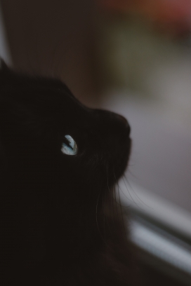 隐形的黑猫