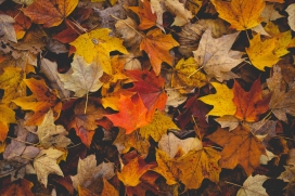 秋季枫树叶图片