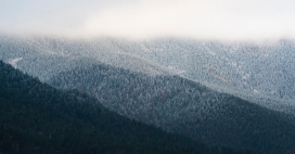 雾气中的雪山树林
