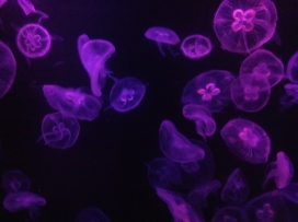 紫色水母群图