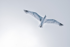 飞翔的海鸥鸟