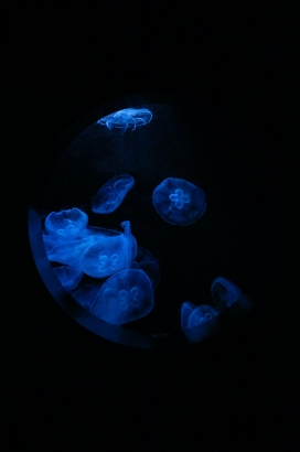 蓝色水母群图