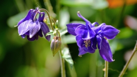 蓝紫色耧斗菜花瓣
