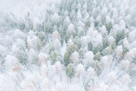 仰拍冬季被雪覆盖的树林图