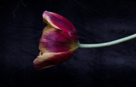 Tulipa Gesneriana-郁金香花瓣艺术图