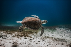 海底游泳的海龟