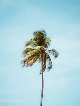 蓝天白云下的椰子树