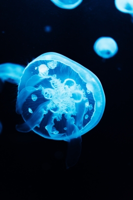 透明通透的蓝色水母