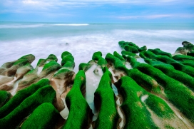 绿色苔藓海岛