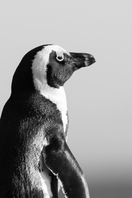 可爱的企鹅黑白图片