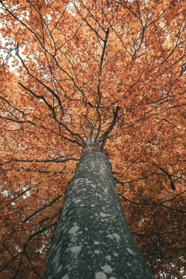 仰拍的秋季树干