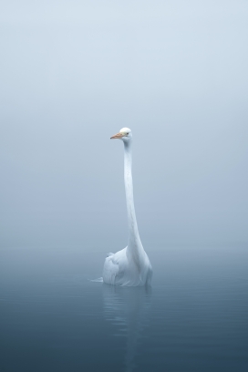 迷雾湖中的白色天鹅