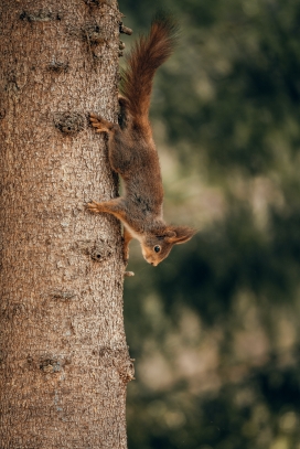 爬下树的松鼠