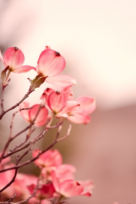粉红色多花梾木花