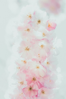 白色粉红茉莉花花瓣
