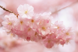 粉红色桃花花瓣图