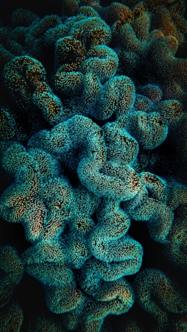 美丽的珊瑚礁美景图
