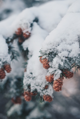 冬季被雪覆盖的松果
