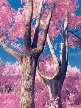 秋季粉红色的树