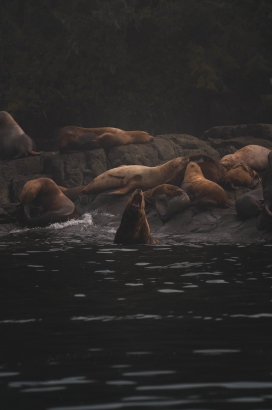 海边海狮群图片