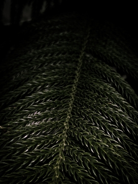 绿色柱状南洋杉植物